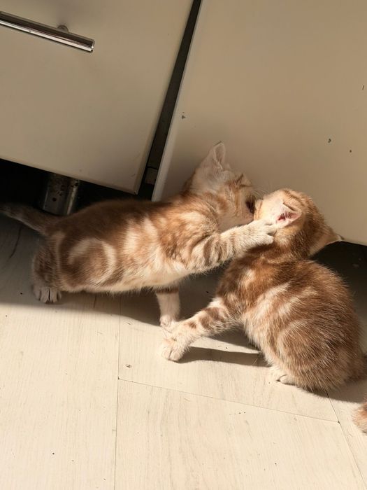 Продам шотладских котят