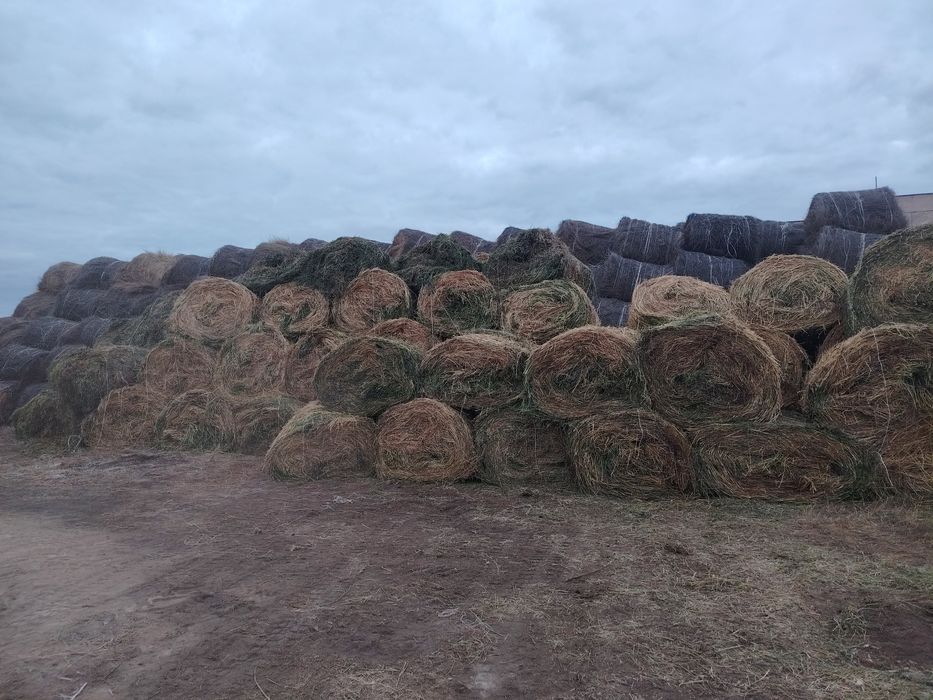 Люцерный руллон Сена