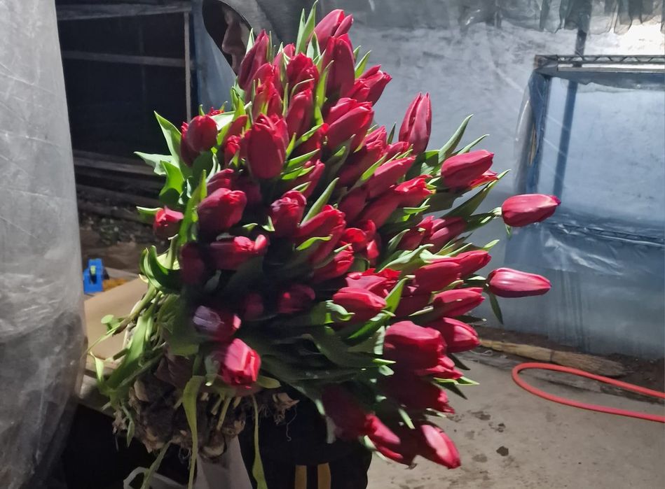 Тюльпаны отборные крупные