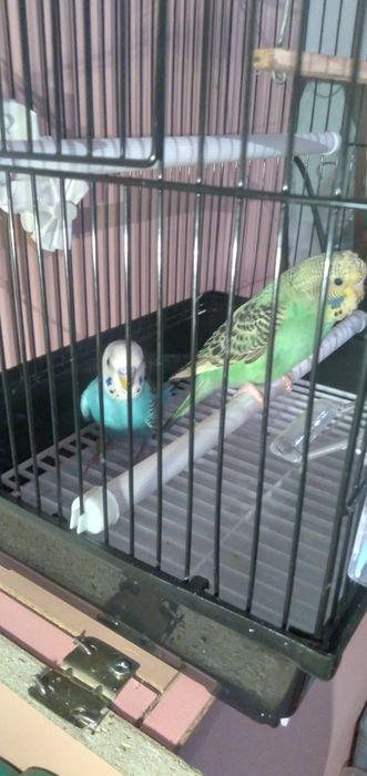 Папугай Валнистый