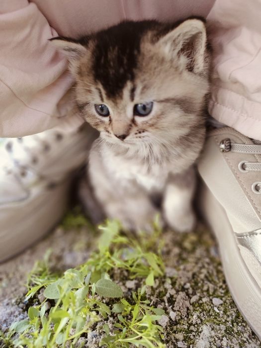 Ширинтой мушукчаларимиз  сотилади