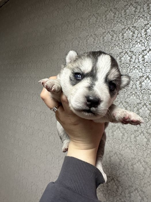 Щенки чистокровных хаски