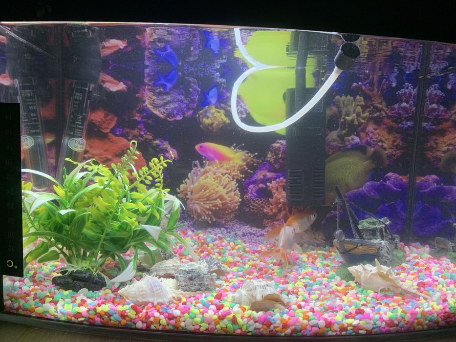 Acvariu de vanzare