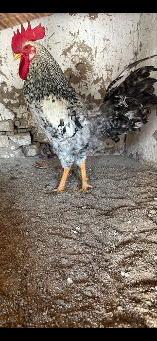 корази сатылади сат