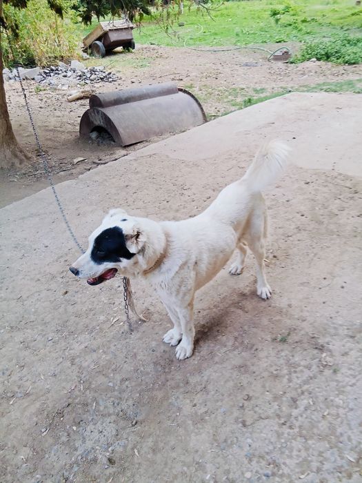 Ит сатылады бойы 90см 2жасар бағасы 80