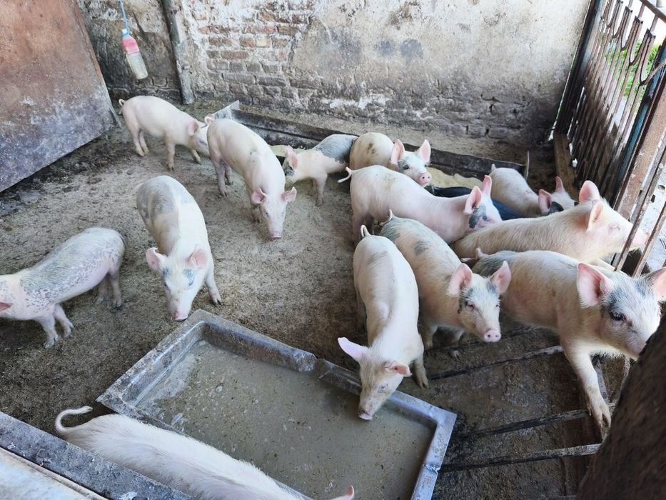 Малки прасета 20