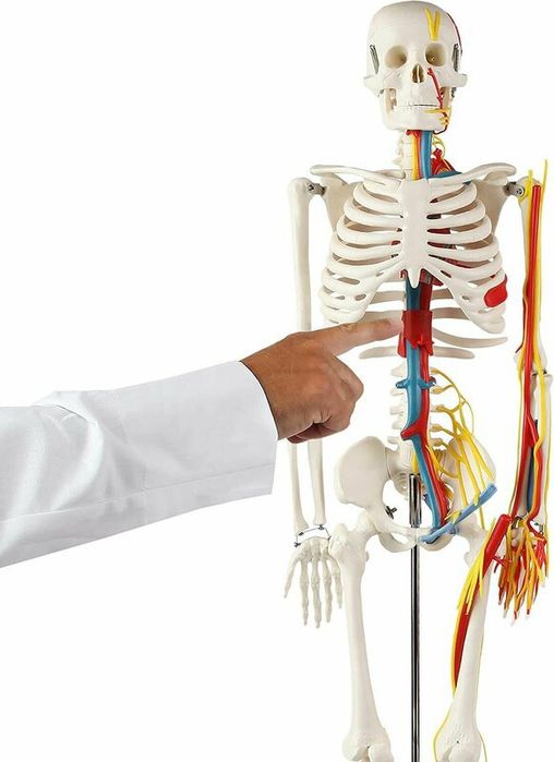 Скелет человека 85см, муляж, макет, Skelet,