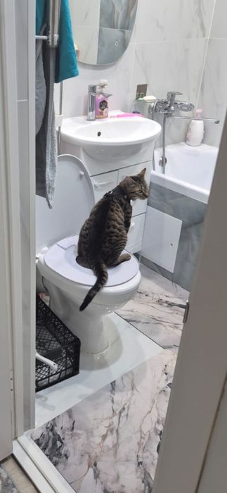 Кот очень умный ходит на унитаз