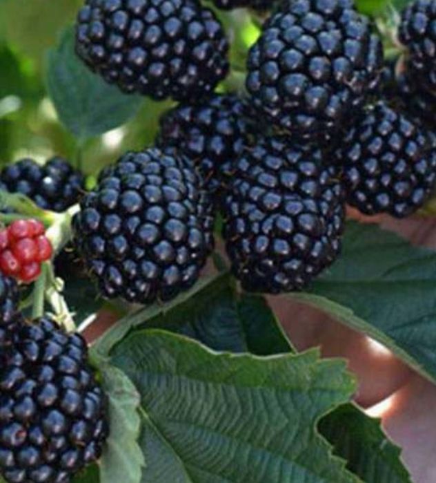 Саженцы Малины крупной домашней