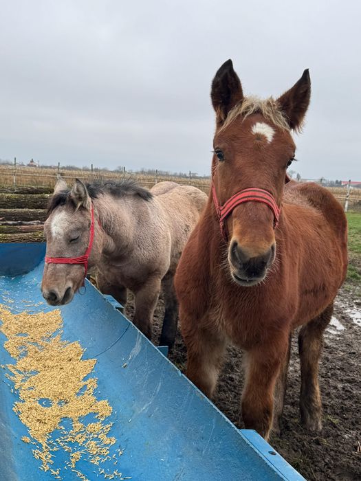 Vând mânz comtois (sarg) si manza muceda din armasar unguresc