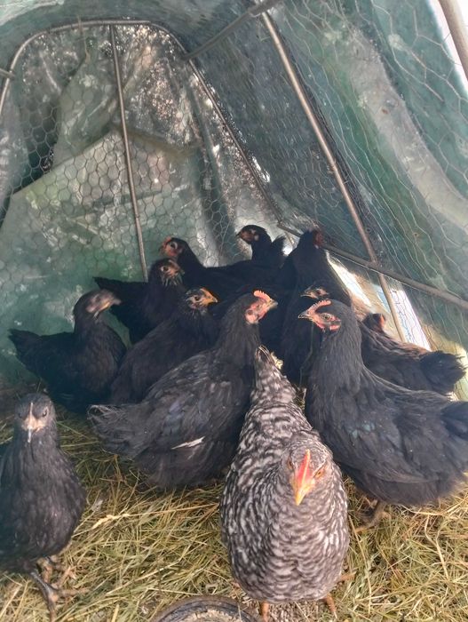 Vând pui australorp