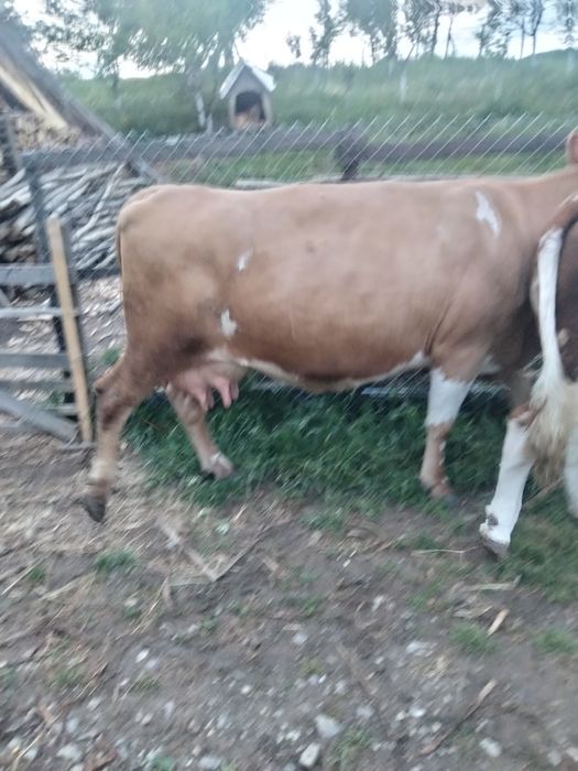 Vând vacă  fătată recent, fără vițel