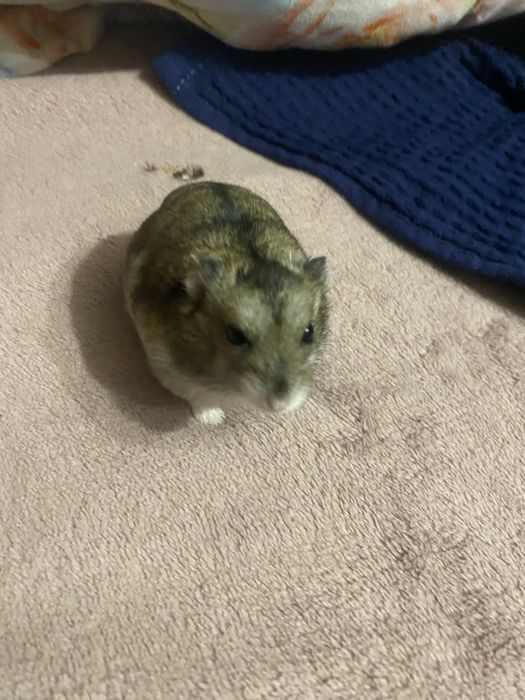 Продам хомяка мальчик