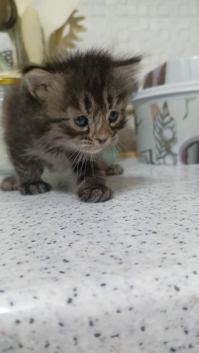 Отдам котят бесплатно.