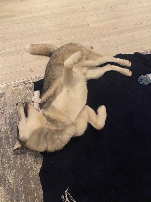 Pet Sitter - Cazare animale