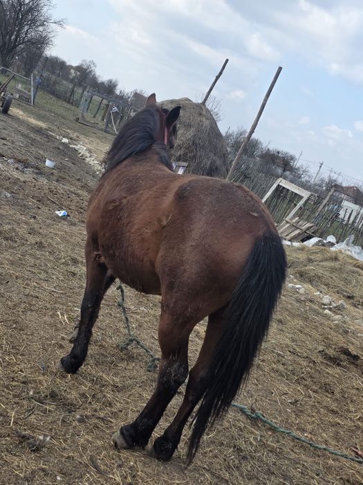 Cal / Armasar 8 ani de vanzare  , cuminte bun la caruta si munca