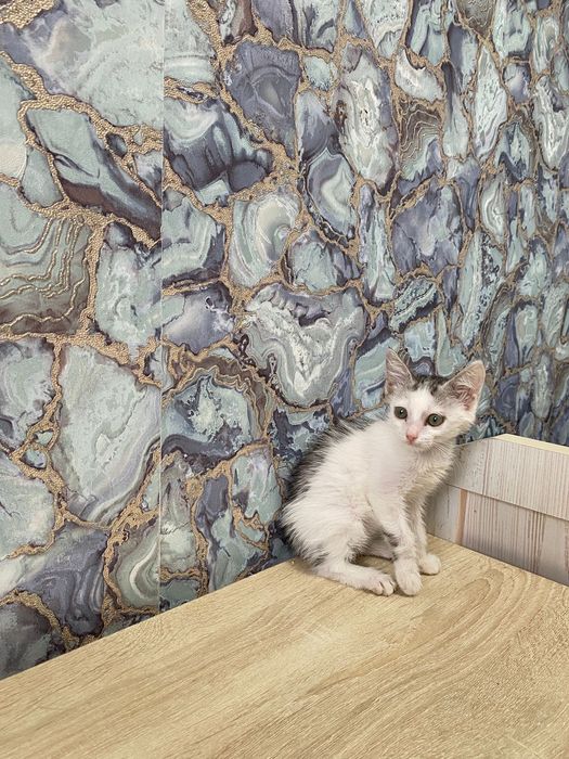 Отдам котят в добрые и заботливые руки