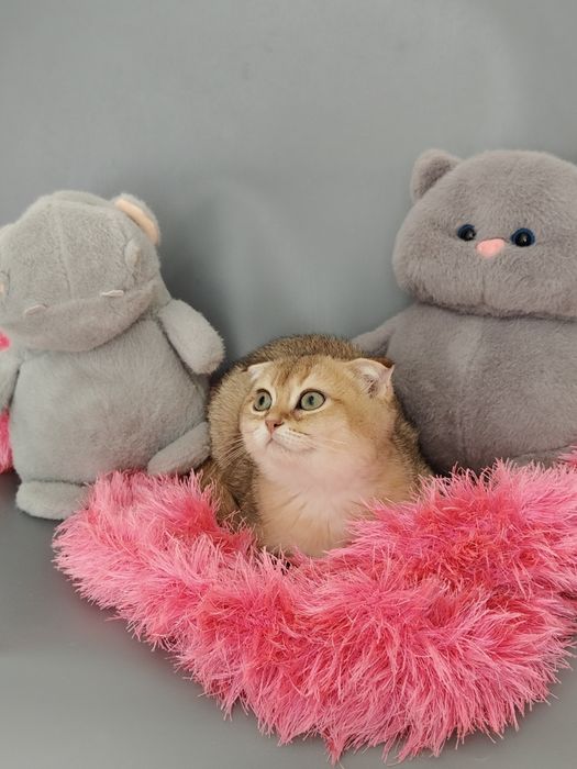 Котята Голубые , Золотые , Бикалоры