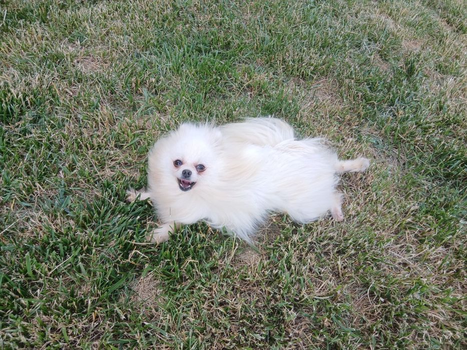 Pomeranian adult disponibil pentru o noua familie