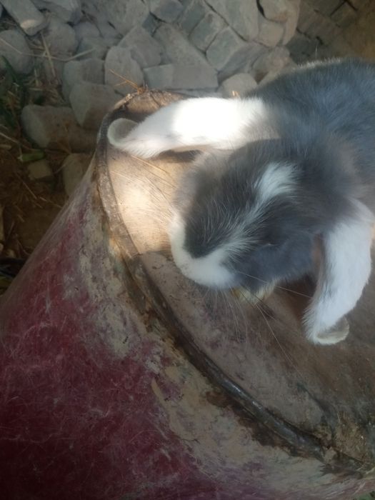 F.baran tozasi sirochni sotiladi narxi.250ming soʻm