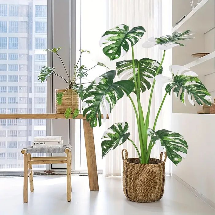 Цветы комнатные растения