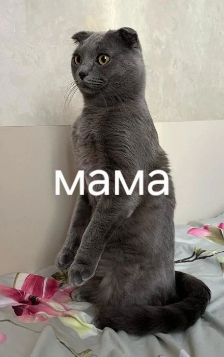 Чистокровная шотландская девочка 2,5месяца