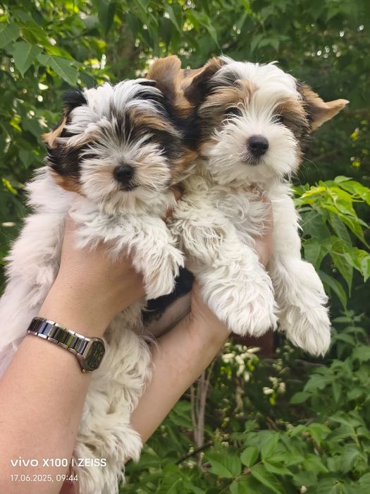 Очаровательные щенки бивера.