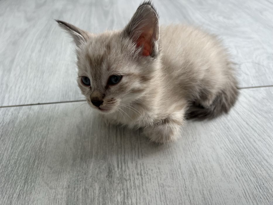 Продаются двух месячные  котёнки сиамской. кошки