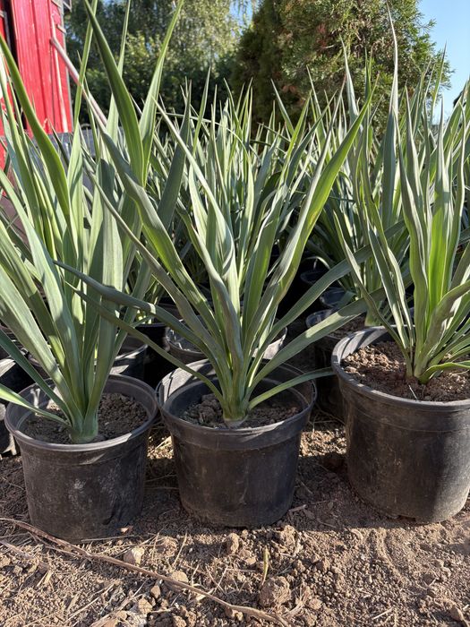 Planta verde Yucca in ghiveci