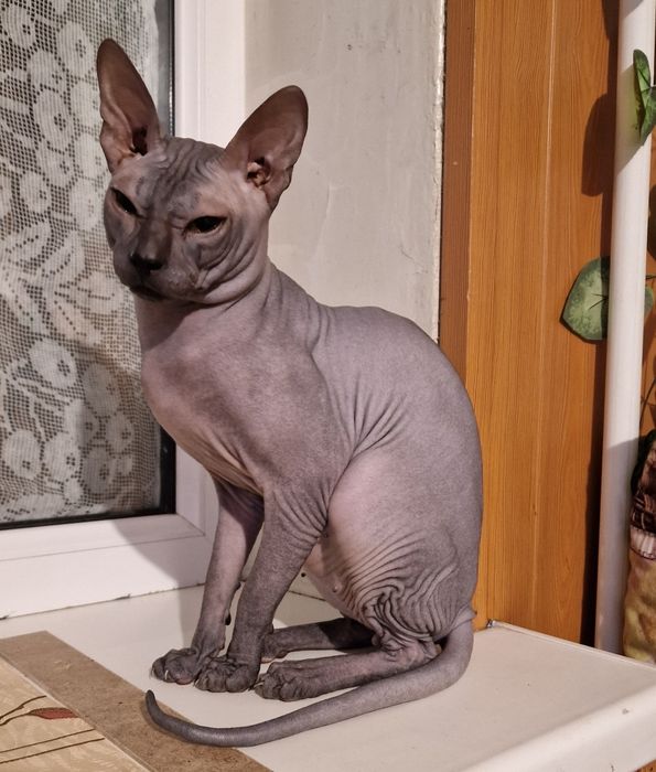 Вязка сфинкс канадский