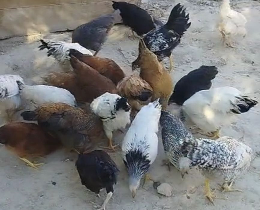 Курица курица курица