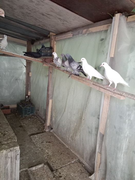 Продам голубей разные