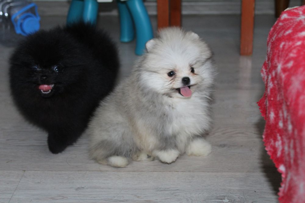 Щенки  с документами!