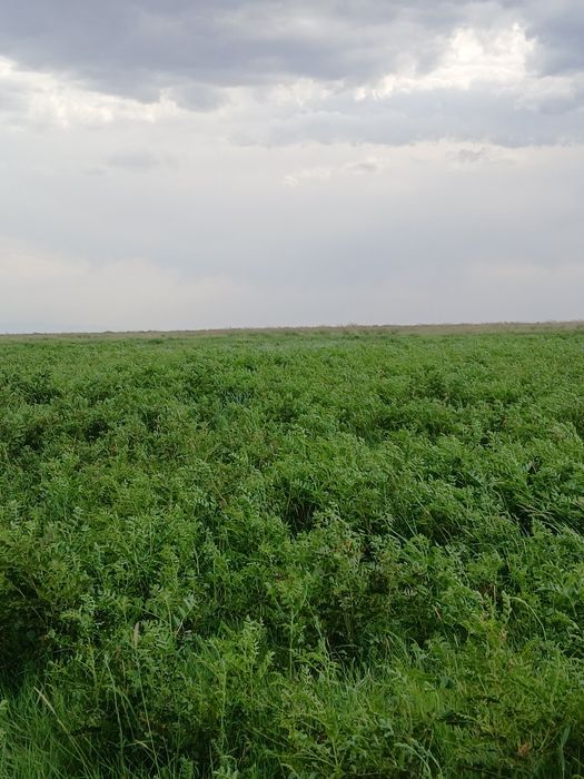 ФАЗЕНДА сатылады