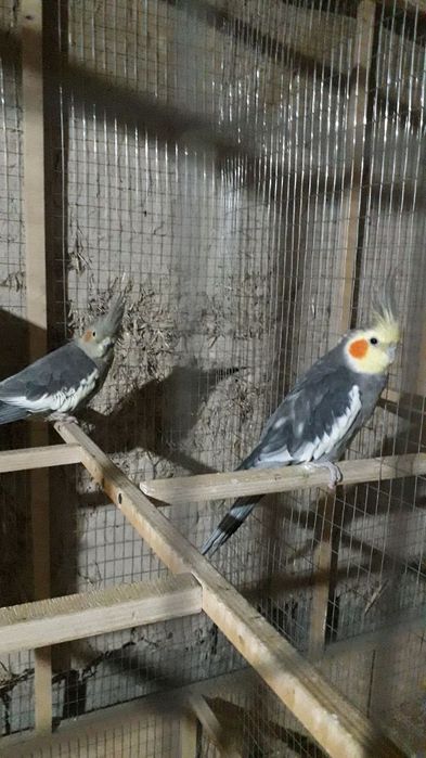 Карела сотилади 1 пар рабочи