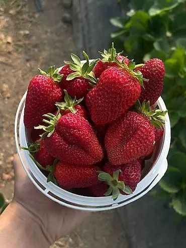 Саженцы клубники