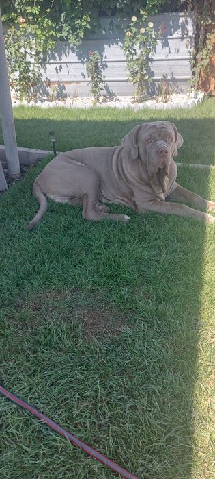 Вязка неаполитанский мастиф.