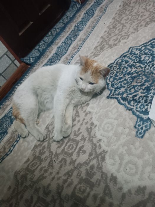 Mushuk hadyaga beriladi