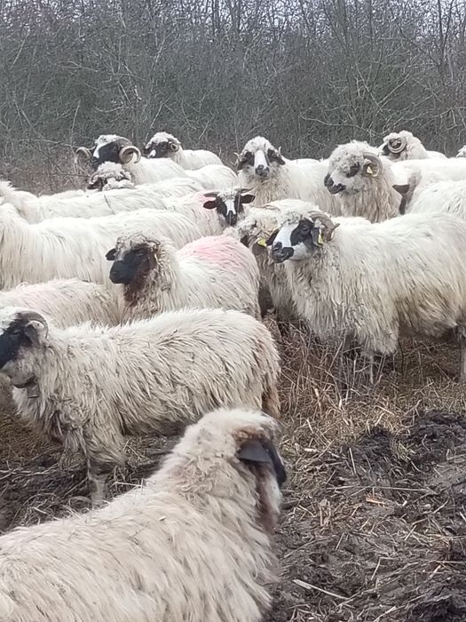 Cînd 30 de oi și 30 de botine
