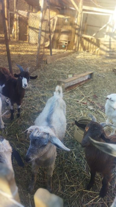 Ешкилер сатылады