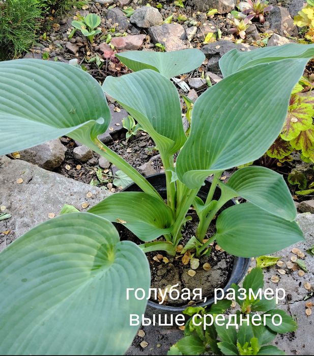 Продам хосты разные