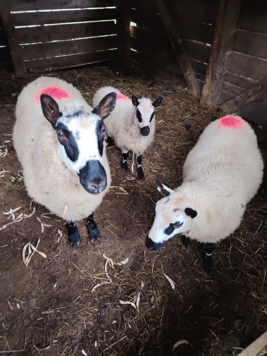 Oi Kerry hill, 2 mioare