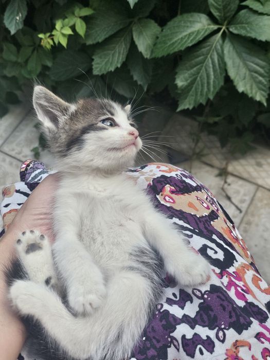 Mushuk bolachasi xadiyaga beriladi