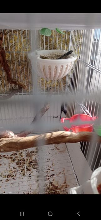 Канарейкалар сотилади