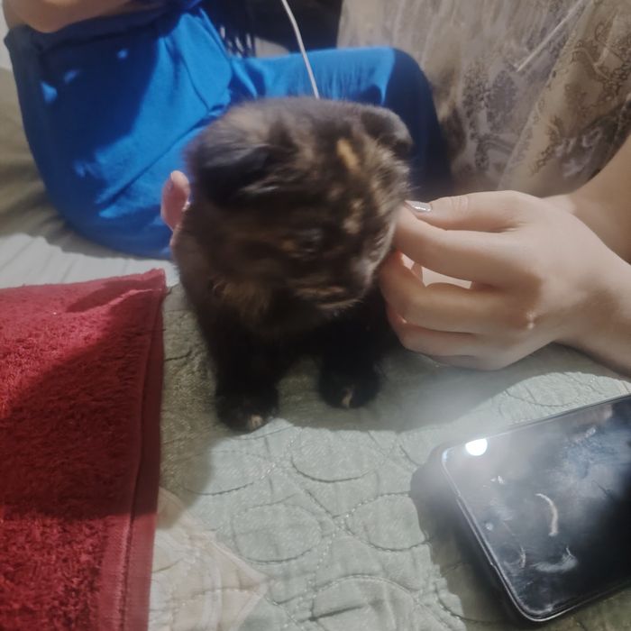 кошка британской. 500000сум