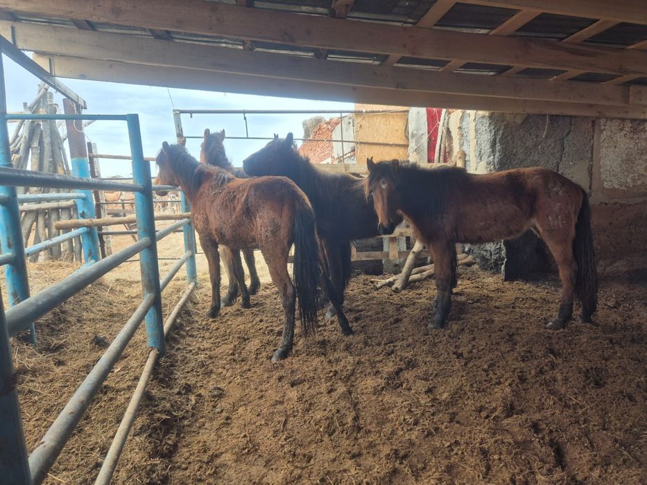 Құнажын Байталдар