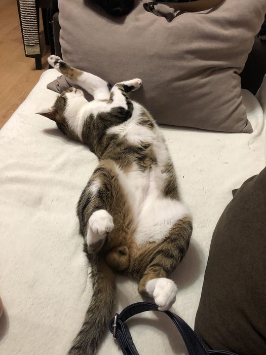 Подарявам мъжко коте