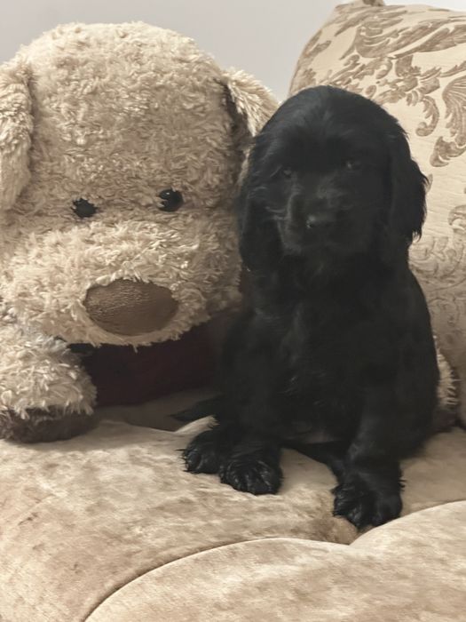 De vânzare fetiță Cocker Spaniel – 2 luni