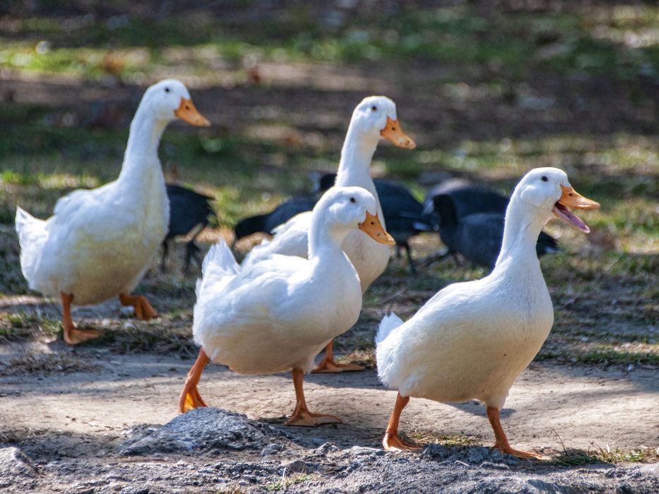 Vând familie de rațe