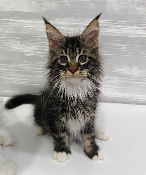 Котята породы Мейн Кун